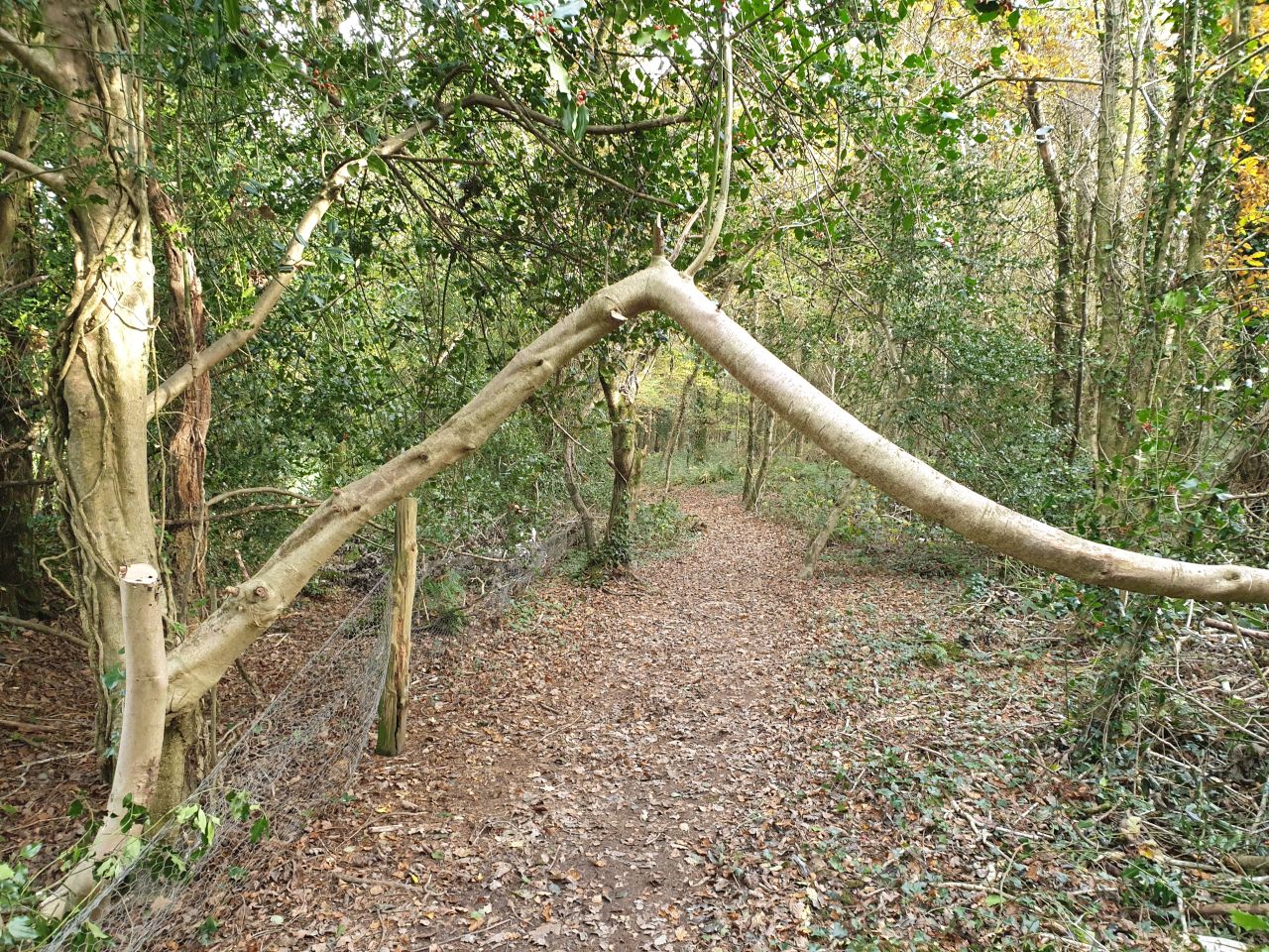 Bended_Tree