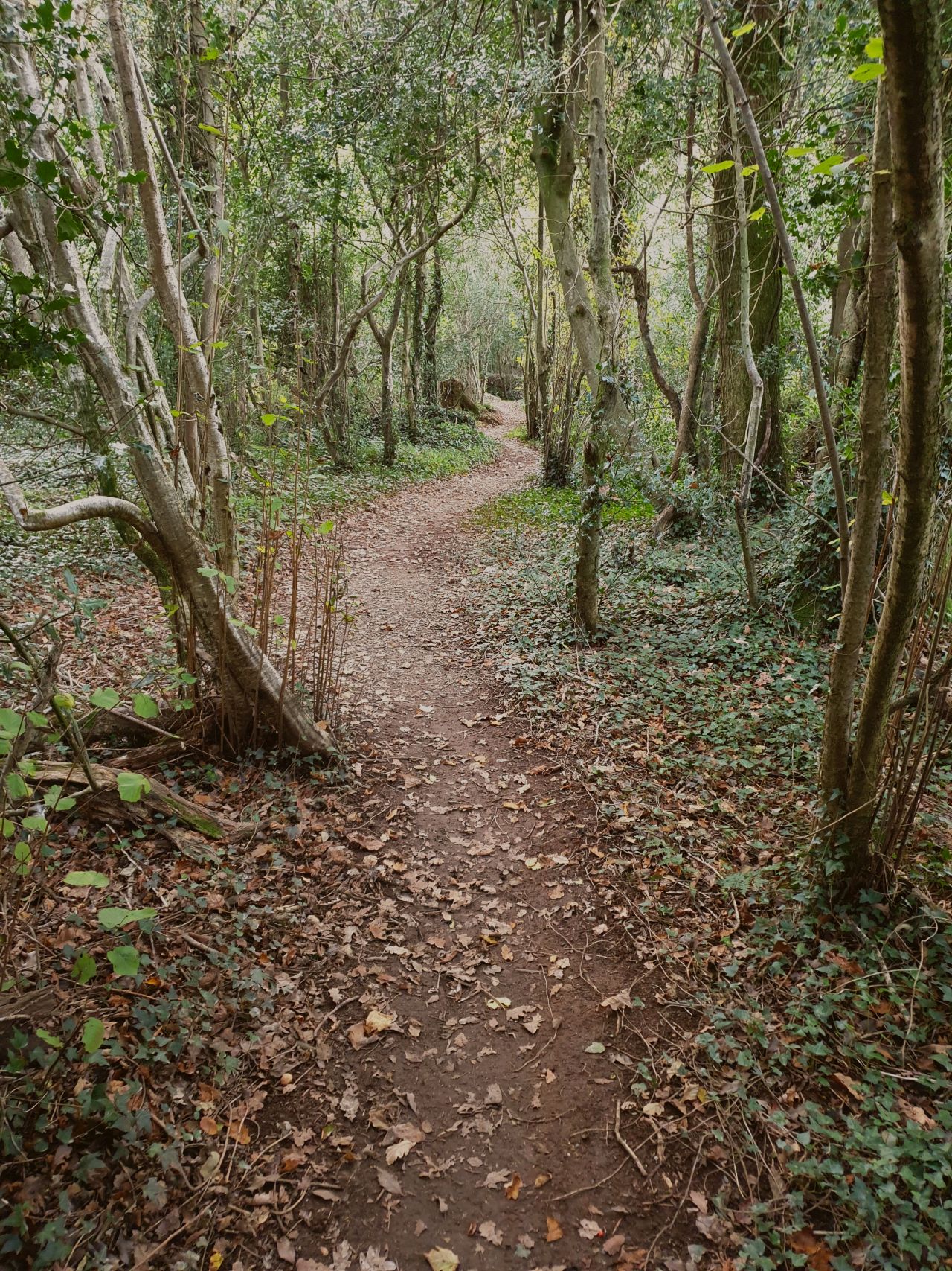 Path