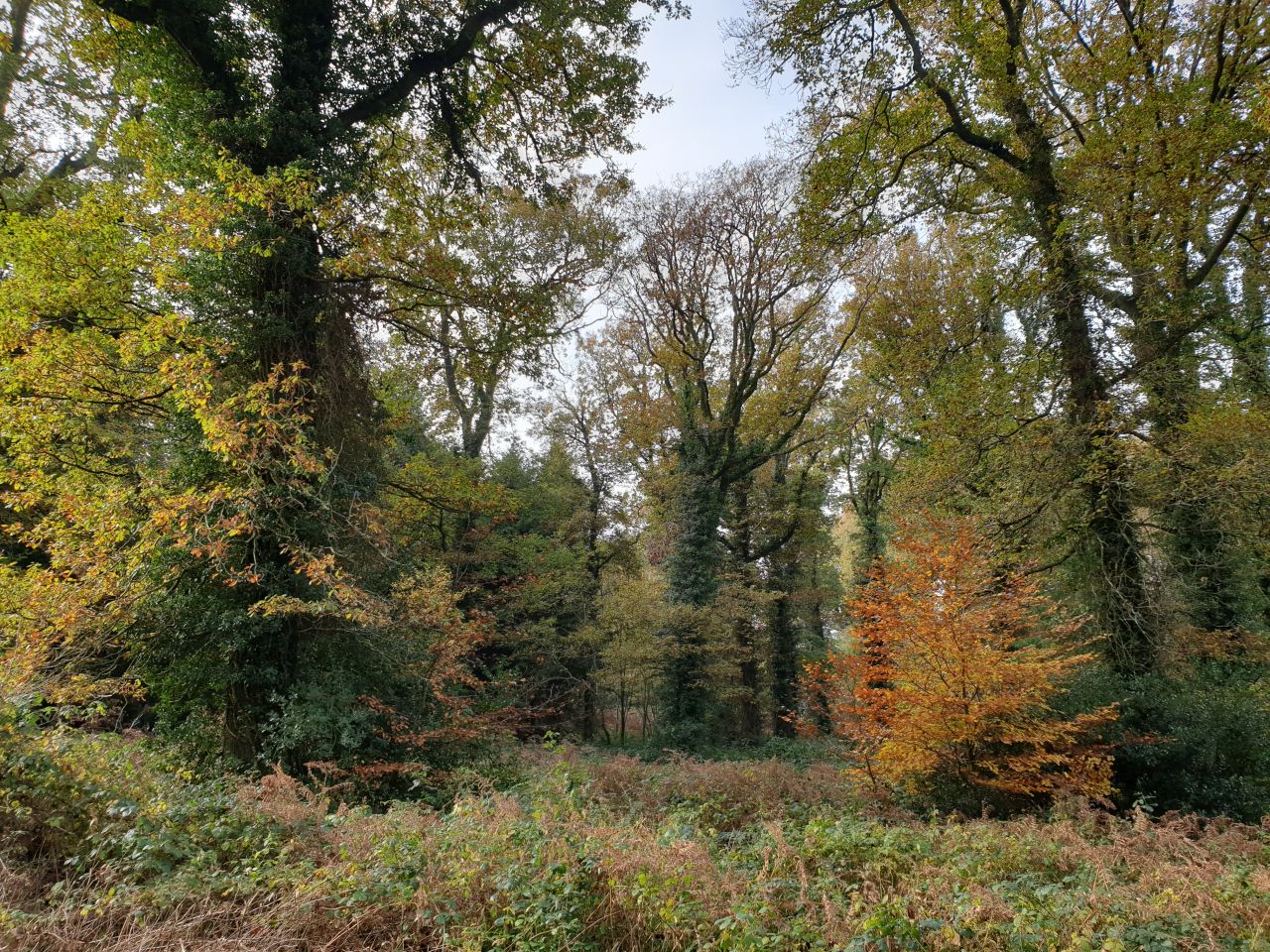 trees